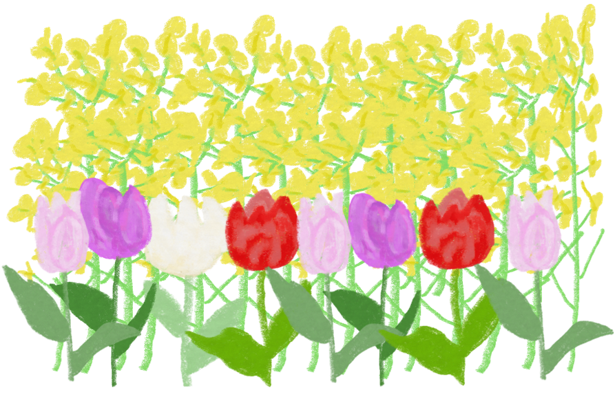 植物_菜の花チューリップ_001