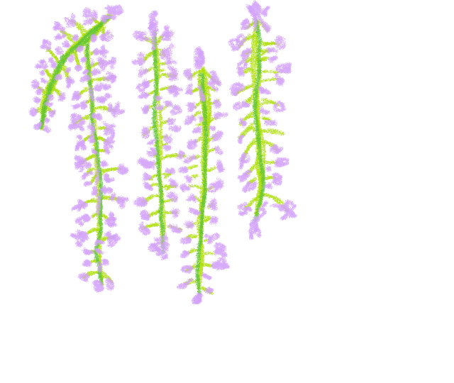 植物_藤の花_001